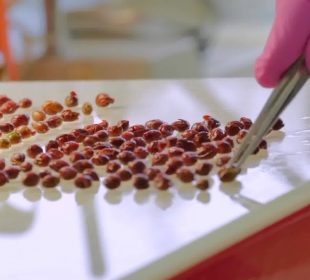 Seminarium w Leśnym Banku Genów Kostrzyca Seminarium w Leśnym Banku Genów Kostrzyca