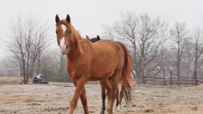Nowe życie Saszki Nowe życie Saszki