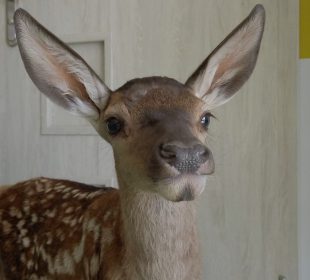 Jelonek Sunday I jego przygody