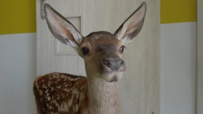 Jelonek Sunday I jego przygody