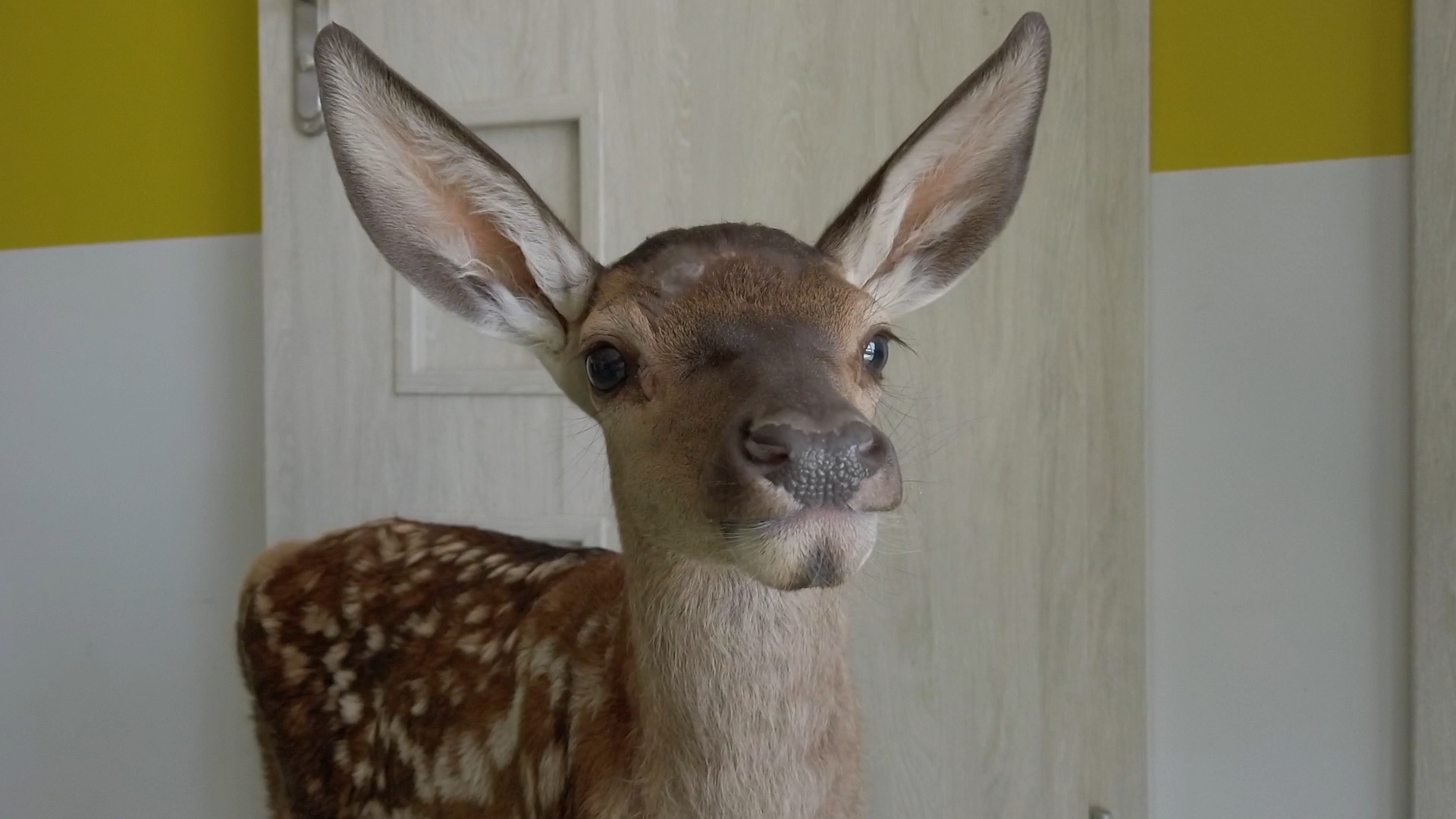 Jelonek Sunday I jego przygody