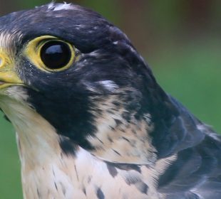 Co w trawie piszczy, czyli wielkie liczenie zwierząt w Karkonoskim Parku Narodowym