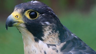 Co w trawie piszczy, czyli wielkie liczenie zwierząt w Karkonoskim Parku Narodowym