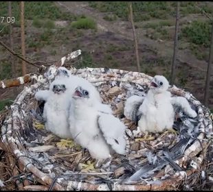 Cztery młode sokoły otrzymały tzw. dowody osobiste Cztery młode sokoły otrzymały tzw. dowody osobiste