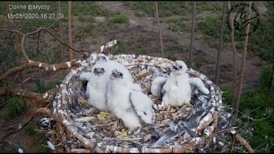 Cztery młode sokoły otrzymały tzw. dowody osobiste Cztery młode sokoły otrzymały tzw. dowody osobiste