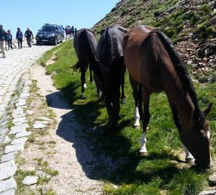 Koński spacer na Śnieżkę Koński spacer na Śnieżkę
