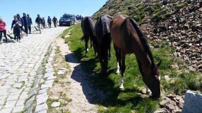 Koński spacer na Śnieżkę