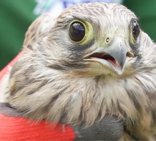 Pomagają dzikim ptakom