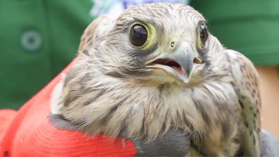 Pomagają dzikim ptakom