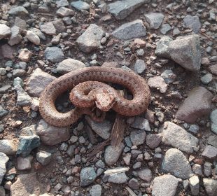 Uwaga na żmije zygzakowate w Karkonoszach !