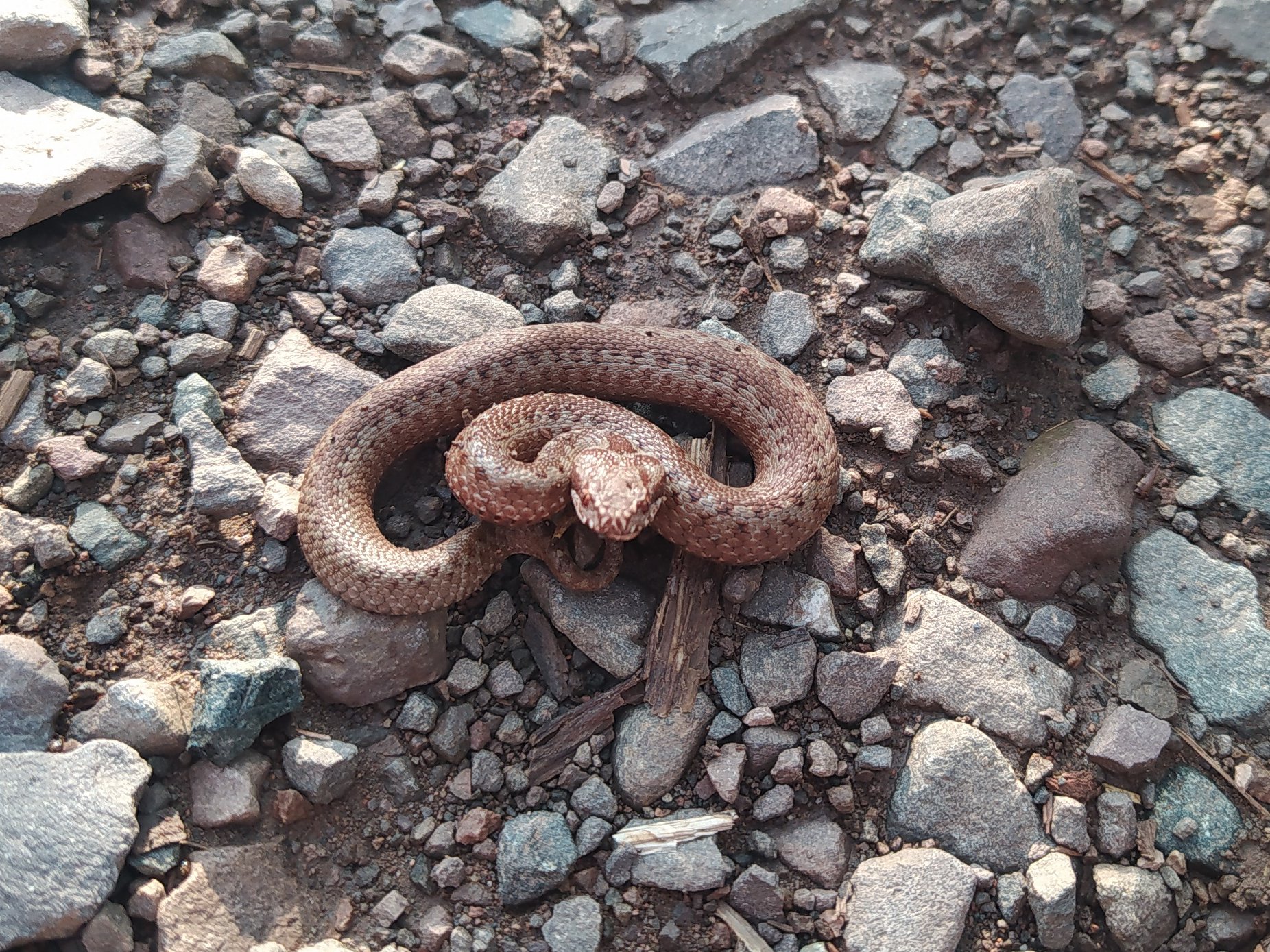 Uwaga na żmije zygzakowate w Karkonoszach !