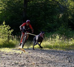 Bikejoring to coś więcej niż sport