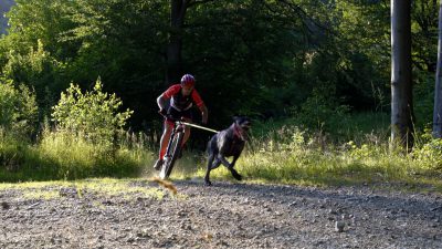 Bikejoring to coś więcej niż sport