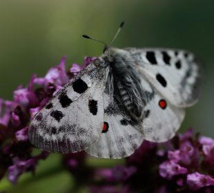 Niepylak Apollo powrócił na łono natury