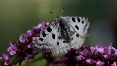 Niepylak Apollo powrócił na łono natury