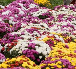 Potrzebna pomoc dla producentów chryzantem