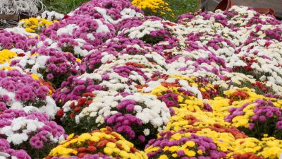 Potrzebna pomoc dla producentów chryzantem