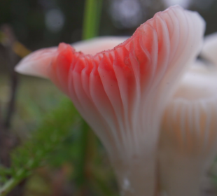 Ważna rola grzybów w przyrodzie Ważna rola grzybów w przyrodzie