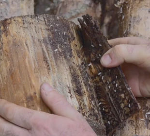 Jesienne poszukiwanie owadów