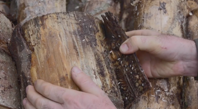 Jesienne poszukiwanie owadów