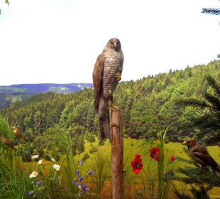 Barwny świat ptaków i nie tylko w Muzeum Przyrodniczym Barwny świat ptaków i nie tylko w Muzeum Przyrodniczym