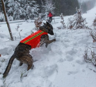 Nadal szukamy Czorta