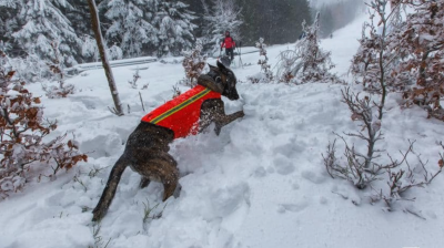 Nadal szukamy Czorta