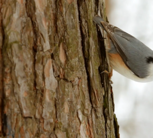Jak, kiedy i czym dokarmiać ptaki zimą ?