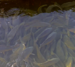 Kilka porad dotyczących gdzie i jakiego kupić karpia