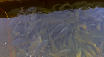 Kilka porad dotyczących gdzie i jakiego kupić karpia