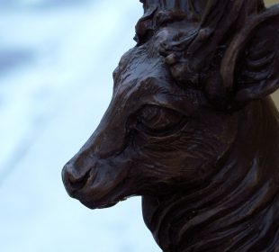 Jelonki opanowują Jelenią Górę