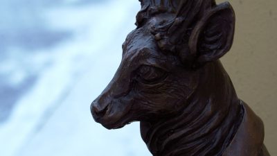 Jelonki opanowują Jelenią Górę