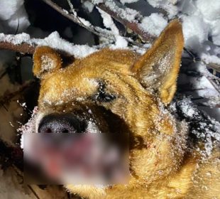 Dramat w Siedlęcinie