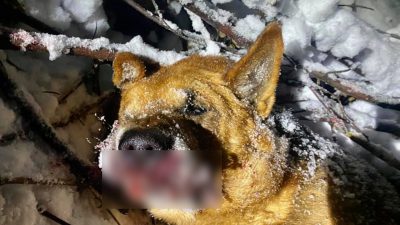 Dramat w Siedlęcinie