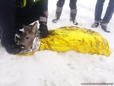Policjanci pomogli poszkodowanej sarnie Policjanci pomogli poszkodowanej sarnie