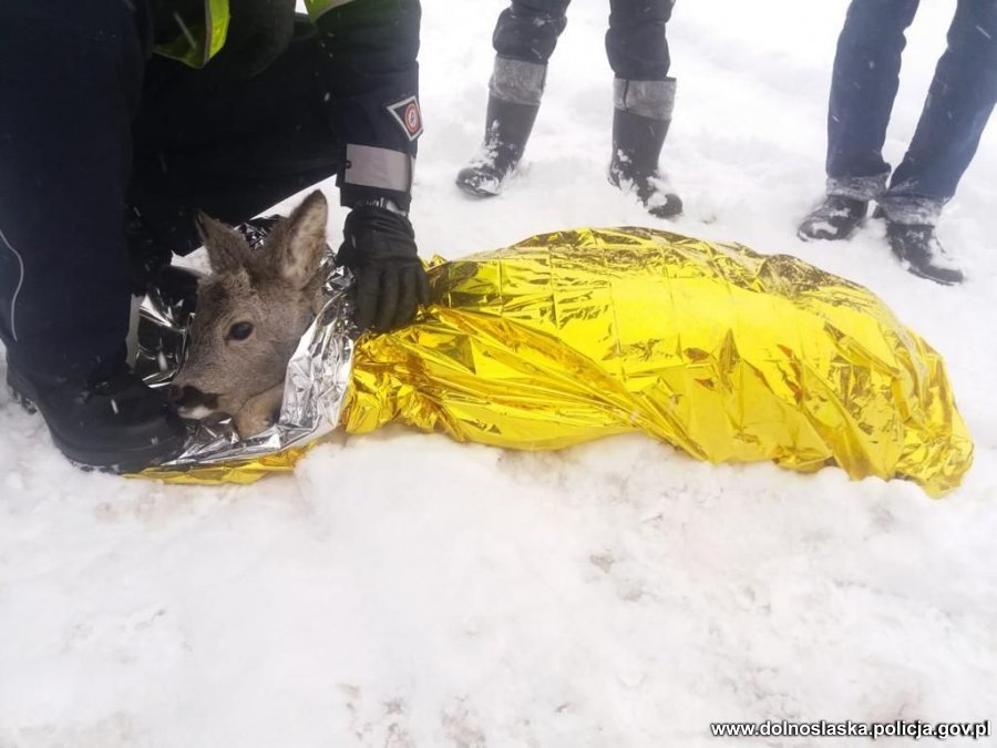 Policjanci pomogli poszkodowanej sarnie Policjanci pomogli poszkodowanej sarnie