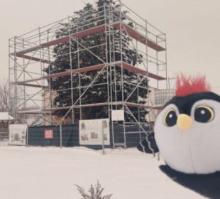 Cis Henryk, najstarsze drzewo w Polsce pod opieką Fajniaków?