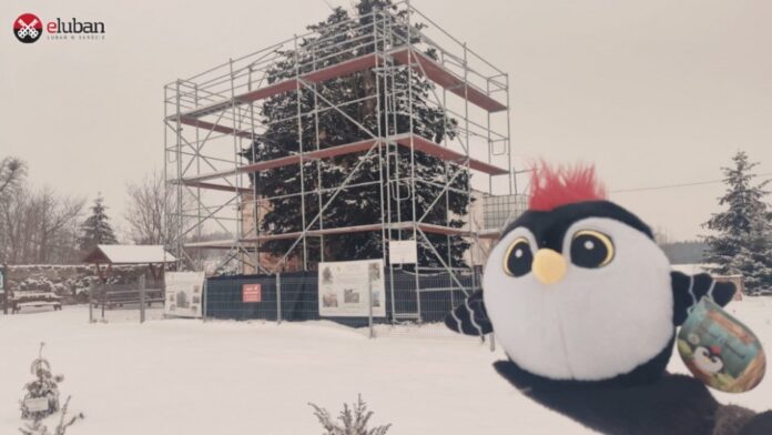 Cis Henryk, najstarsze drzewo w Polsce pod opieką Fajniaków?