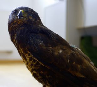 Ornitolodzy z Muzeum Przyrodniczego ratowali rannego myszołowa