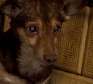 Azyl w Dziwiszowie potrzebuje pomocy!