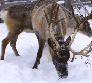 Zimowy tryb życia reniferów