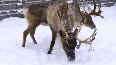 Zimowy tryb życia reniferów Zimowy tryb życia reniferów