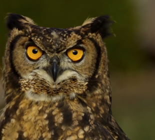 Piękne i wyjątkowe sowy Piękne i wyjątkowe sowy