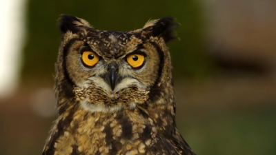 Piękne i wyjątkowe sowy