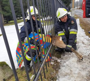 Strażacy uratowali sarnę Strażacy uratowali sarnę