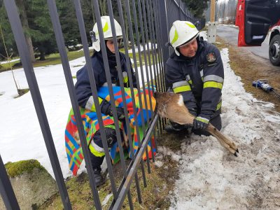 Strażacy uratowali sarnę