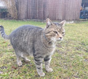 Miasto ogłasza akcję sterylizacji/kastracji wolno żyjących kotów z terenu Jeleniej Góry