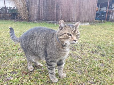 Miasto ogłasza akcję sterylizacji/kastracji wolno żyjących kotów z terenu Jeleniej Góry