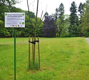 Akcja sadzenia drzew na Wzgórzu Kościuszki