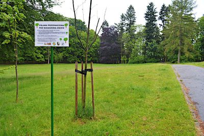 Akcja sadzenia drzew na Wzgórzu Kościuszki